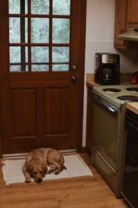 Dog laying on kitchen floor